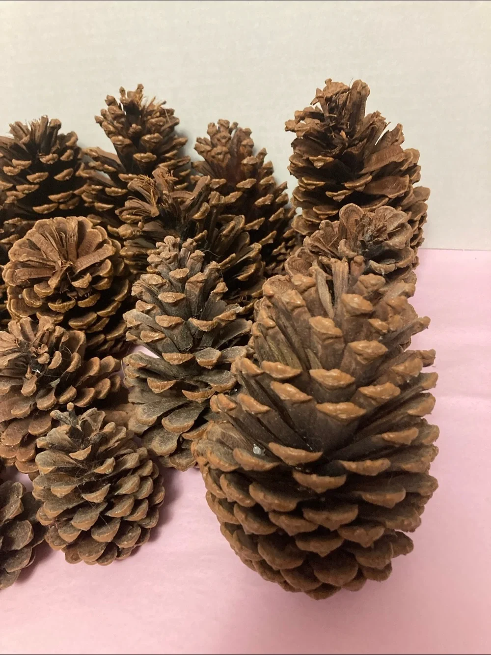 Lot of 20 real pine cones various sizes decorative crafting